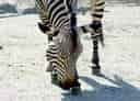 動物図鑑・ハートマンヤマシマウマの写真 3